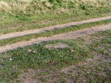 Wanstead Park